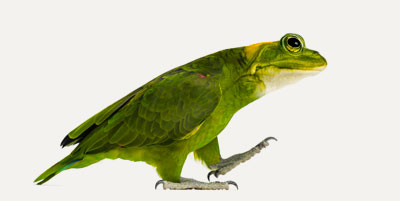 Chimère oiseau/grenouille